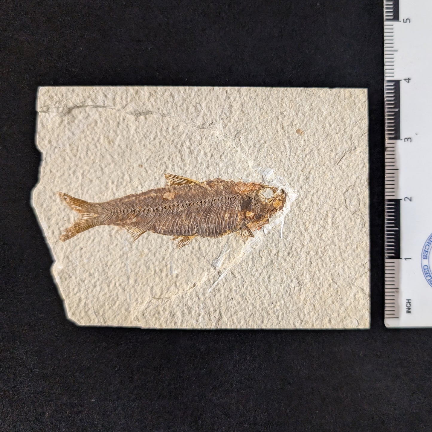 Fossilized Fish (Knightia)