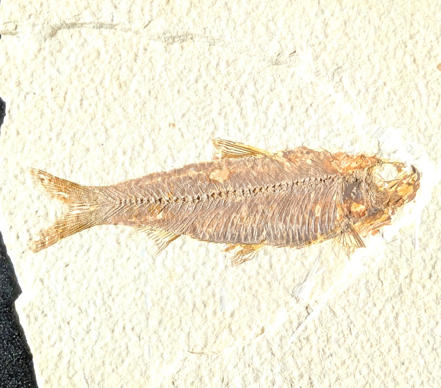 Fossilized Fish (Knightia)