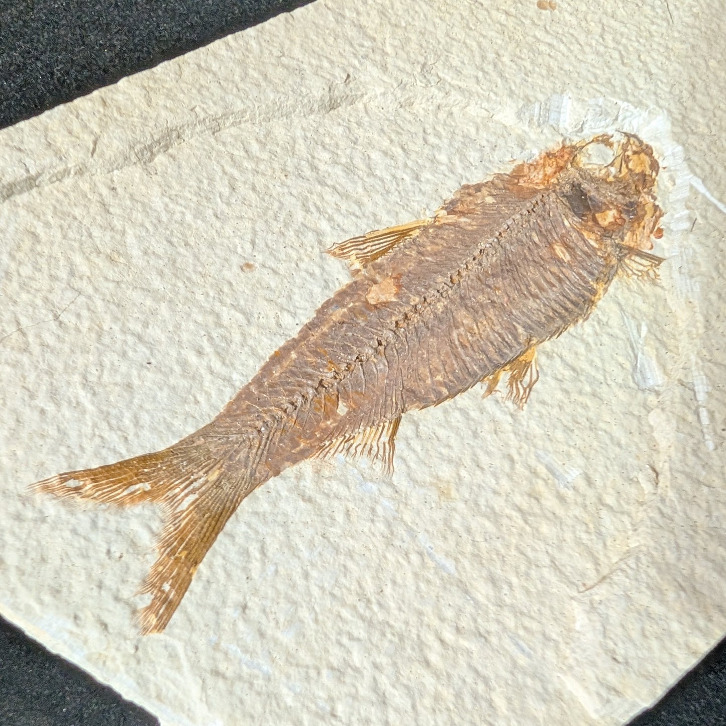 Fossilized Fish (Knightia)