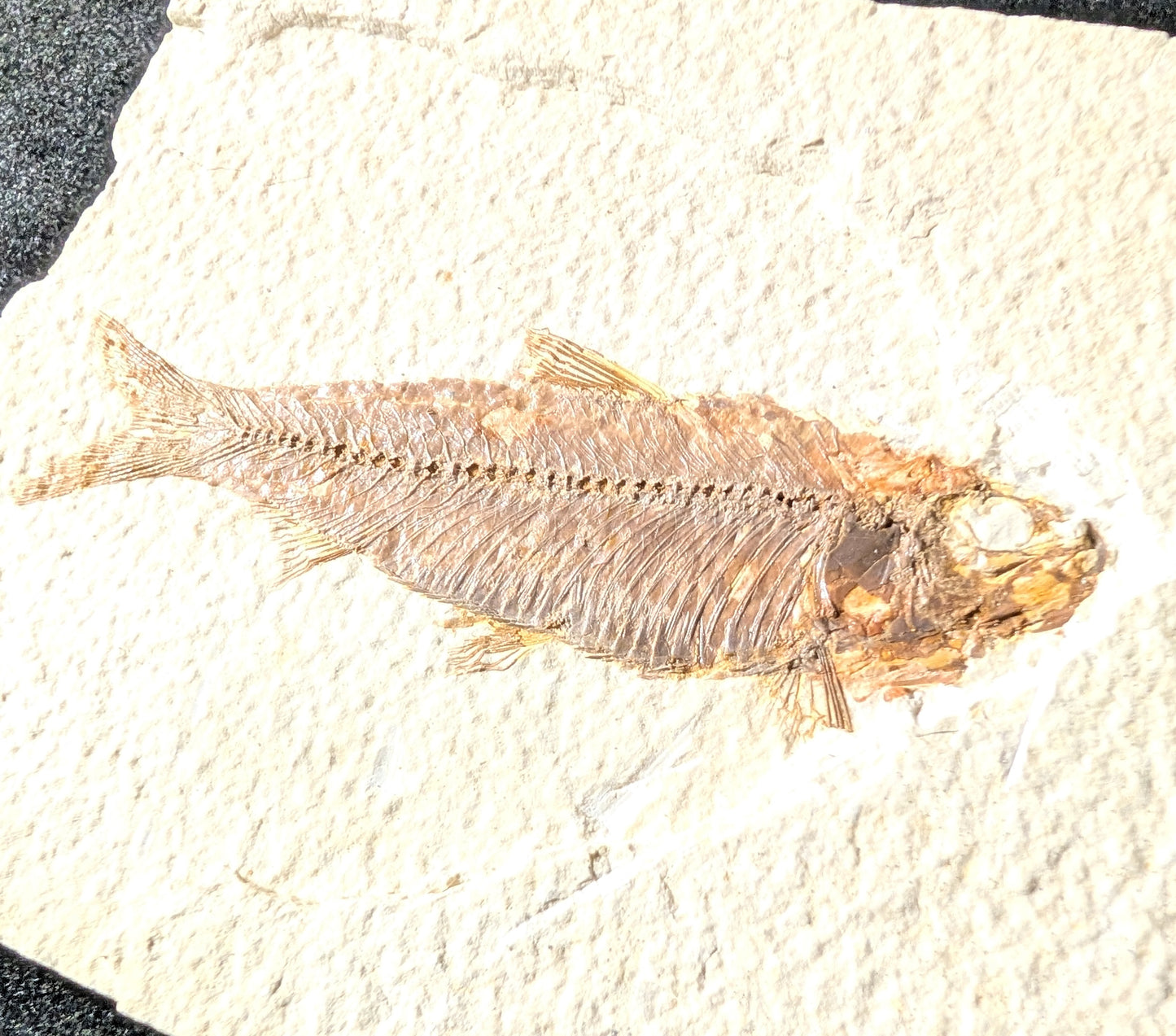 Fossilized Fish (Knightia)