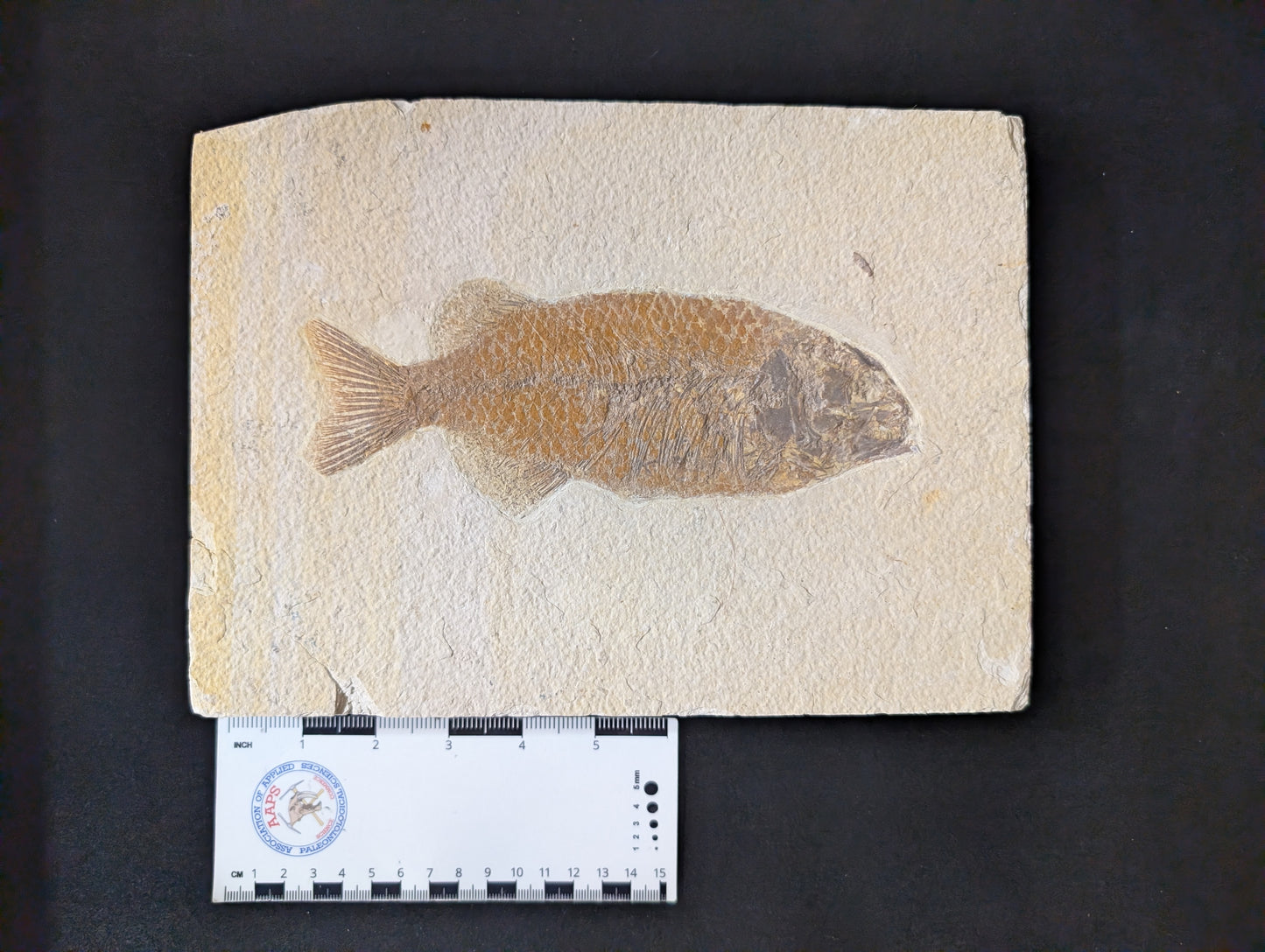Museum-quality Phareodus Fish Fossil