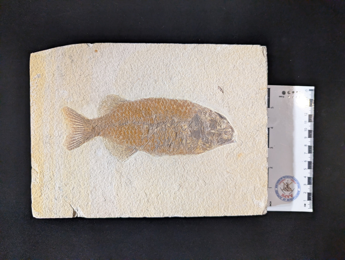 Museum-quality Phareodus Fish Fossil