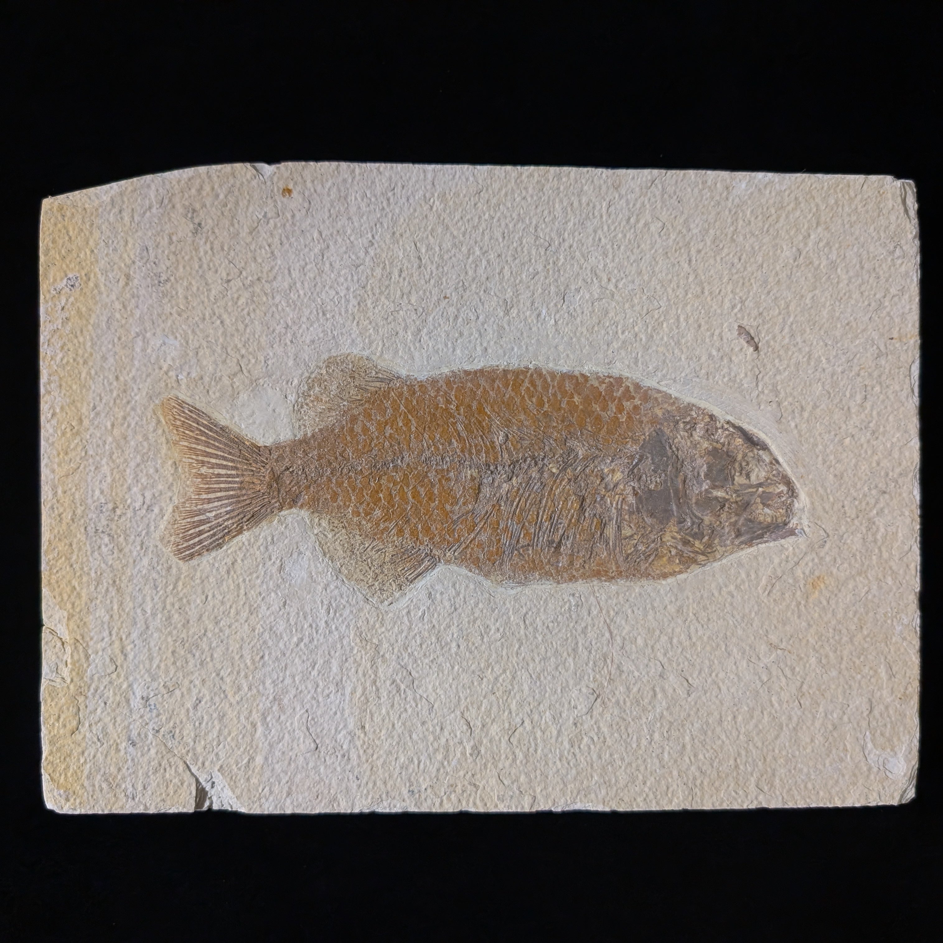 Esoteric Fish Museum-quality Phareodus Fish Fossil – Esoterica