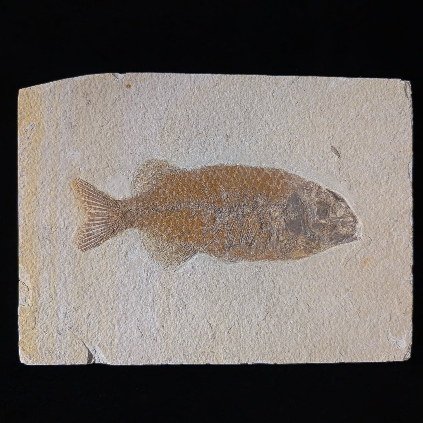 Museum-quality Phareodus Fish Fossil