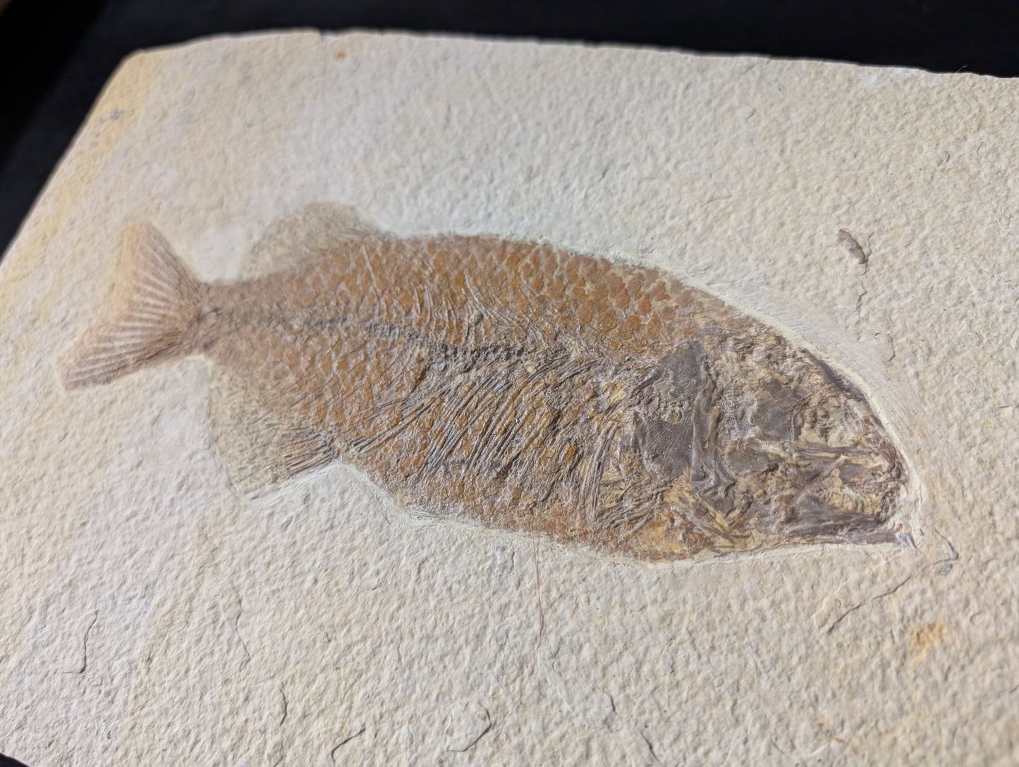 Museum-quality Phareodus Fish Fossil