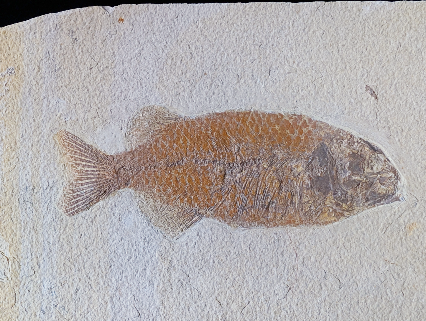 Museum-quality Phareodus Fish Fossil