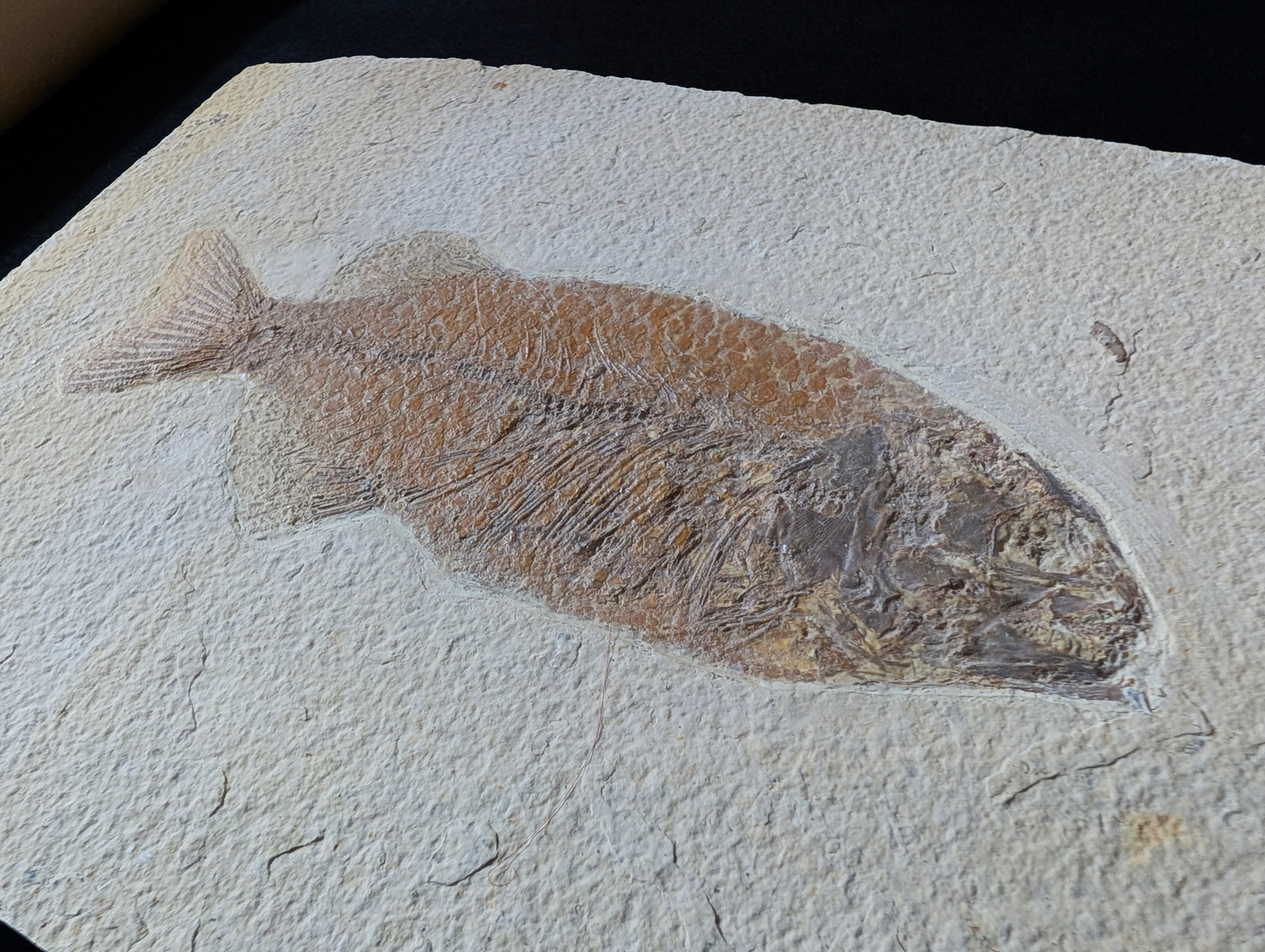 Museum-quality Phareodus Fish Fossil