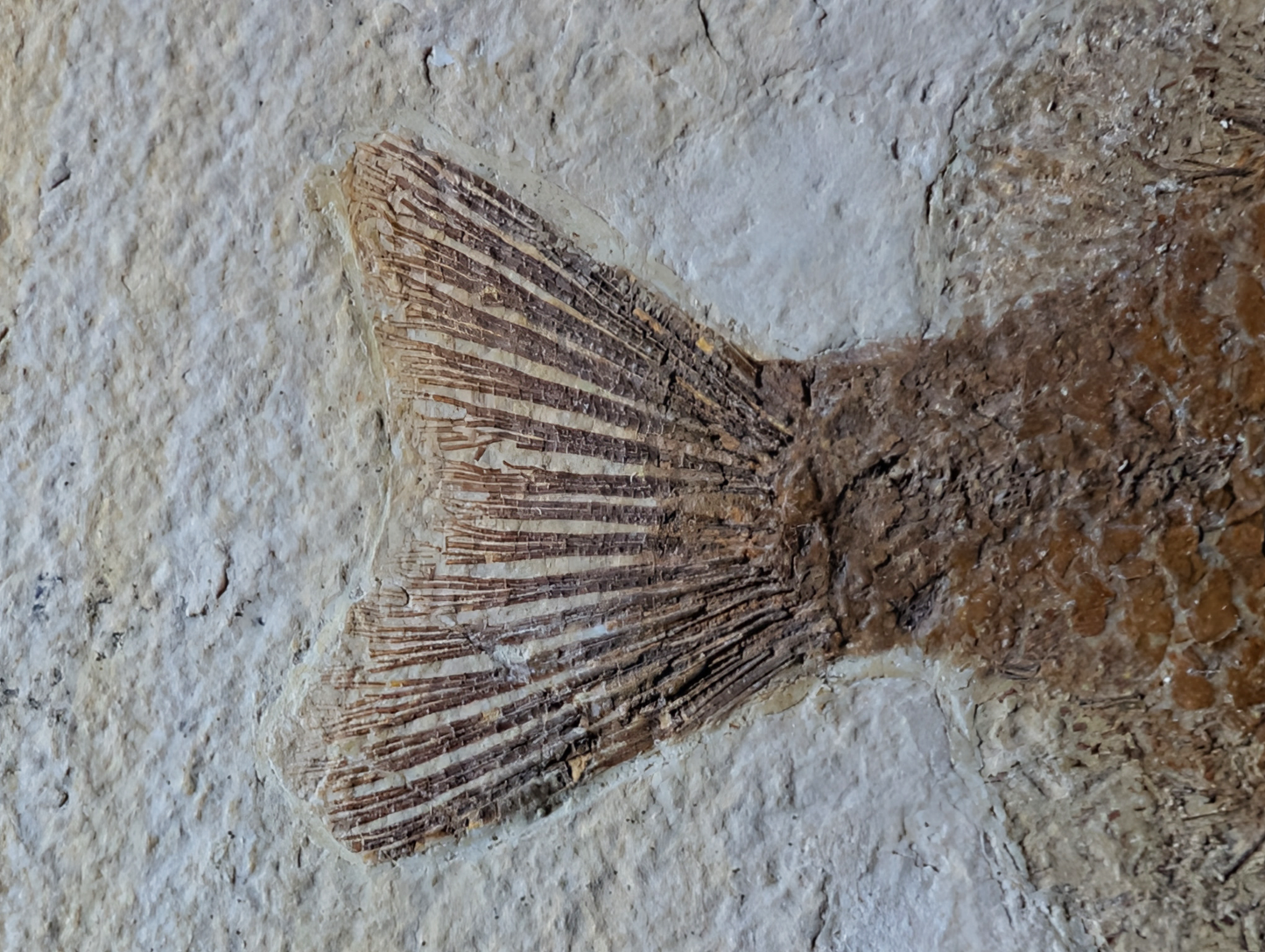 Museum-quality Phareodus Fish Fossil