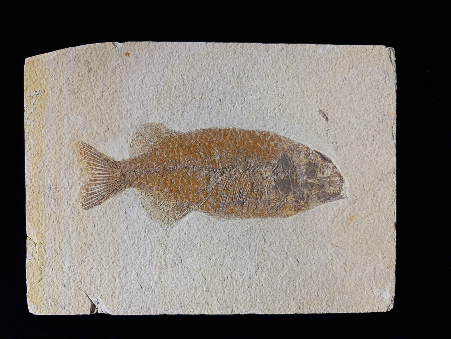 Museum-quality Phareodus Fish Fossil