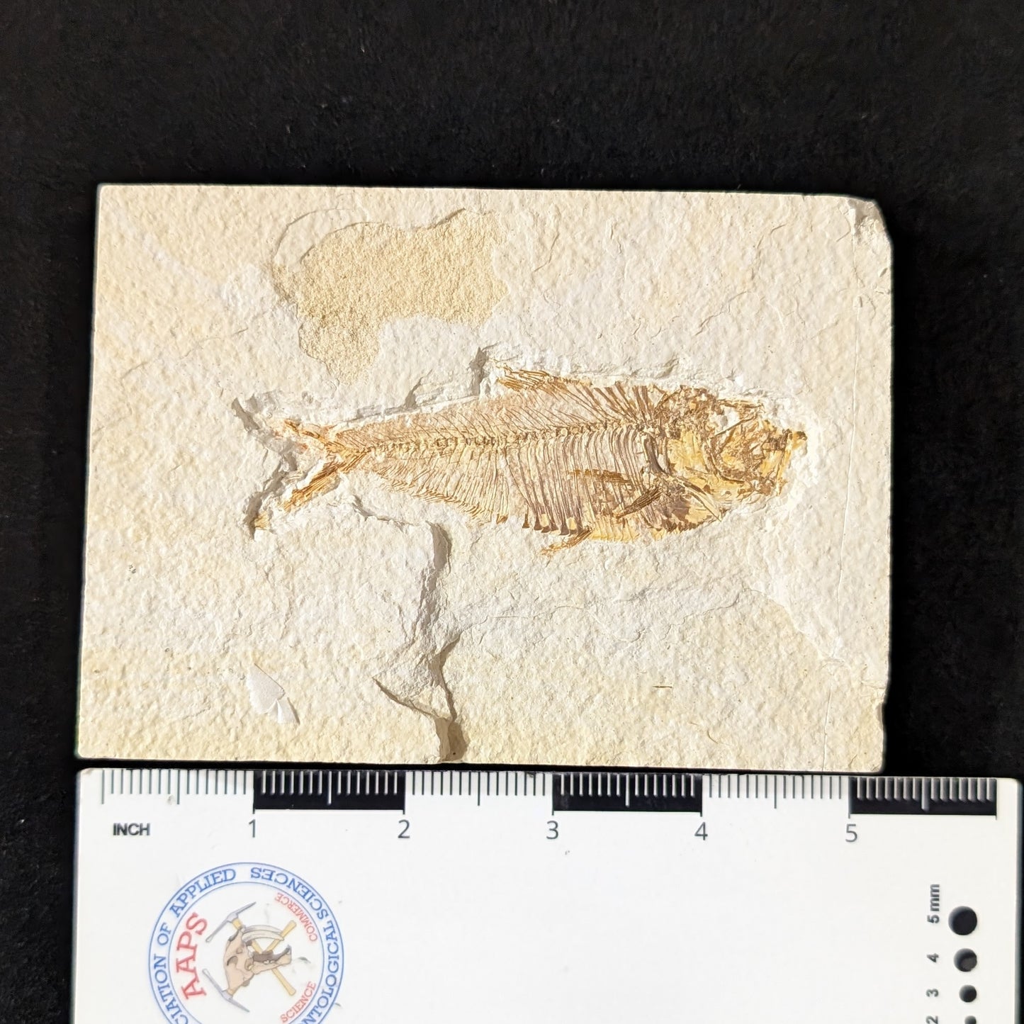 Fossilized Fish (Diplomystus dentatus)