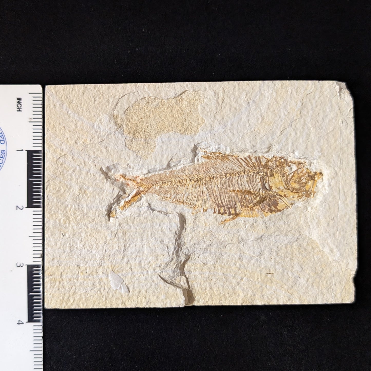Fossilized Fish (Diplomystus dentatus)