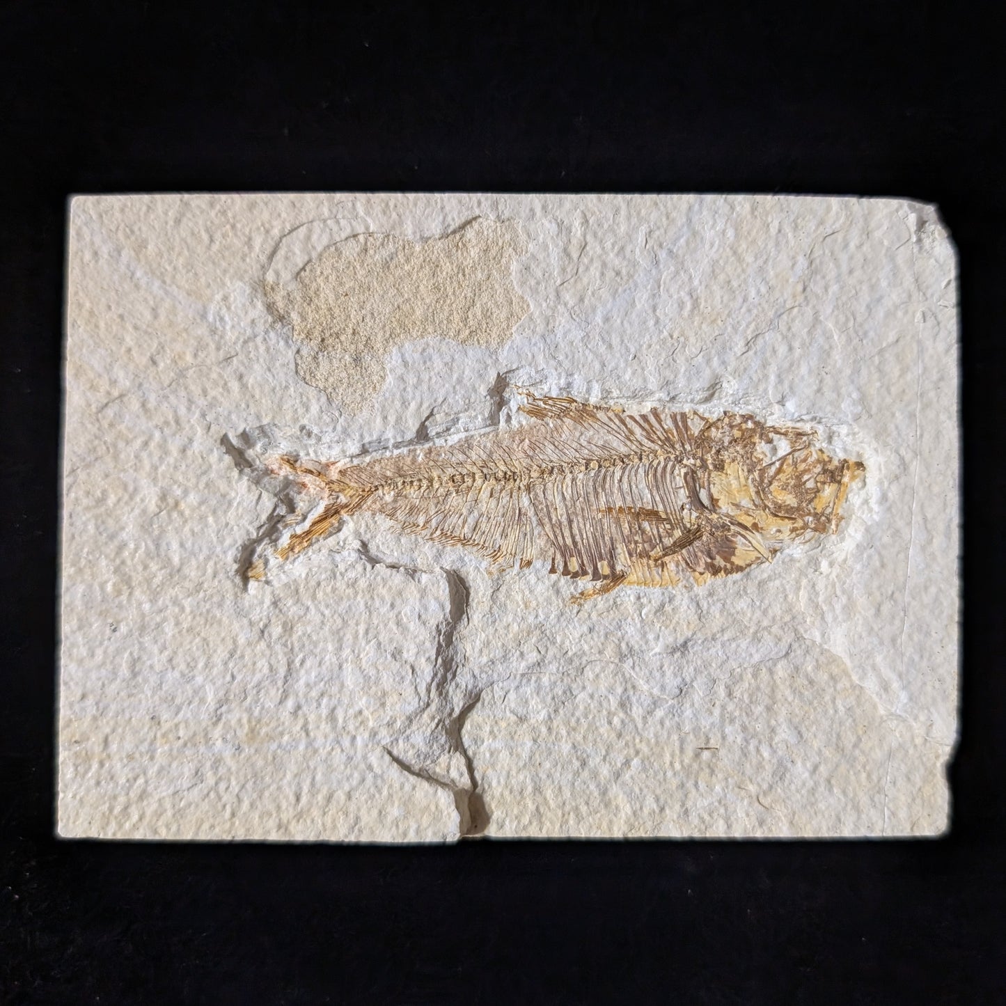 Fossilized Fish (Diplomystus dentatus)