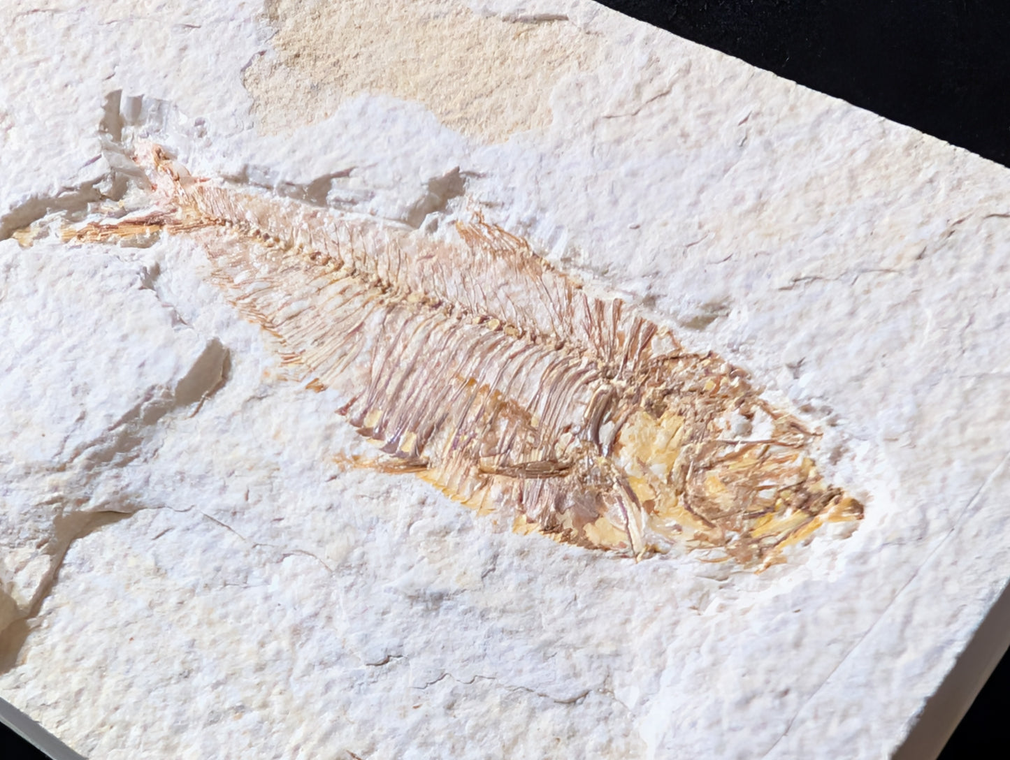 Fossilized Fish (Diplomystus dentatus)