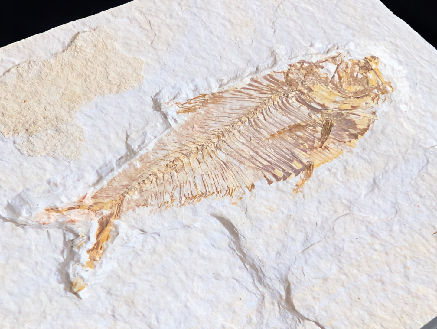 Fossilized Fish (Diplomystus dentatus)