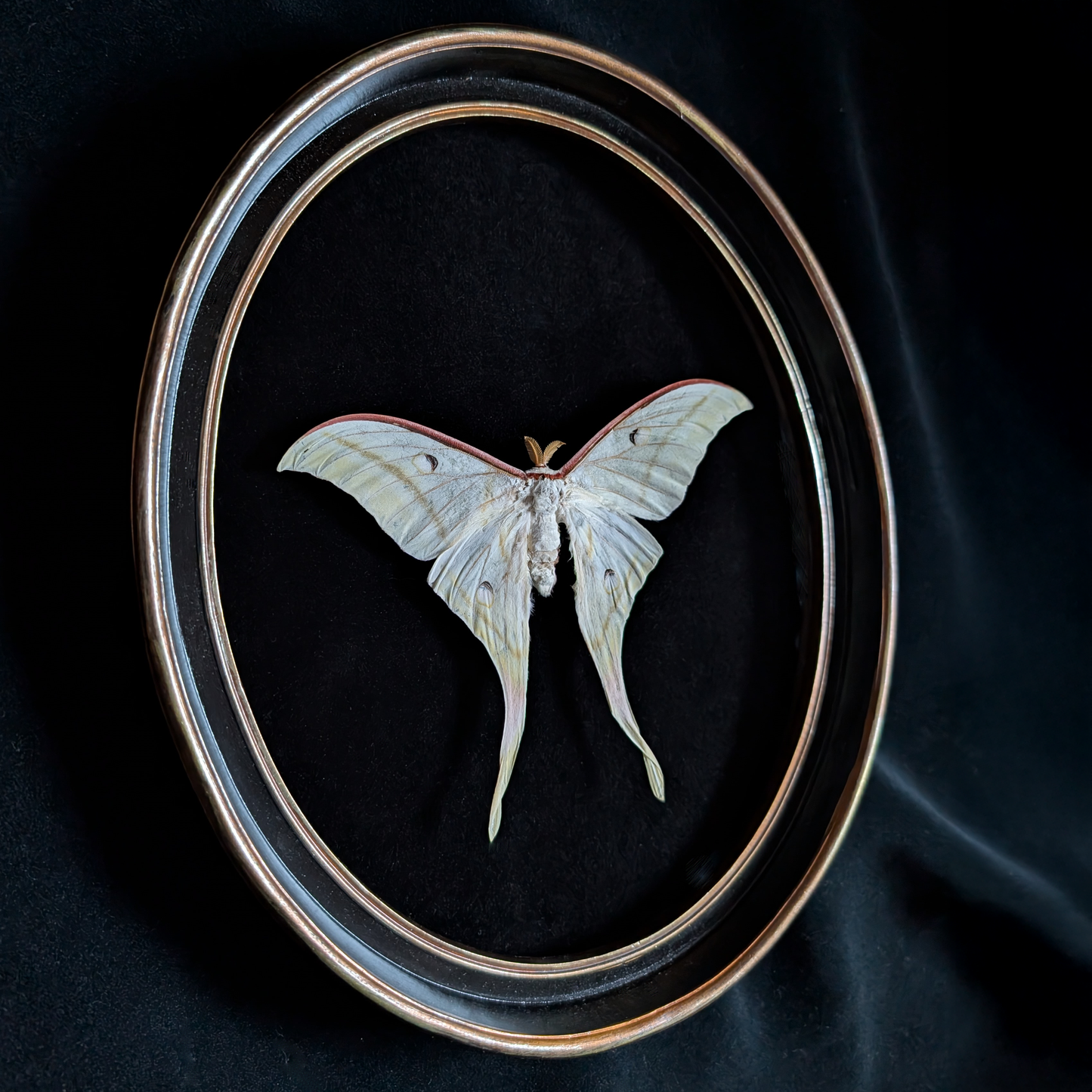 Luna Moth in Black & Gold Frame