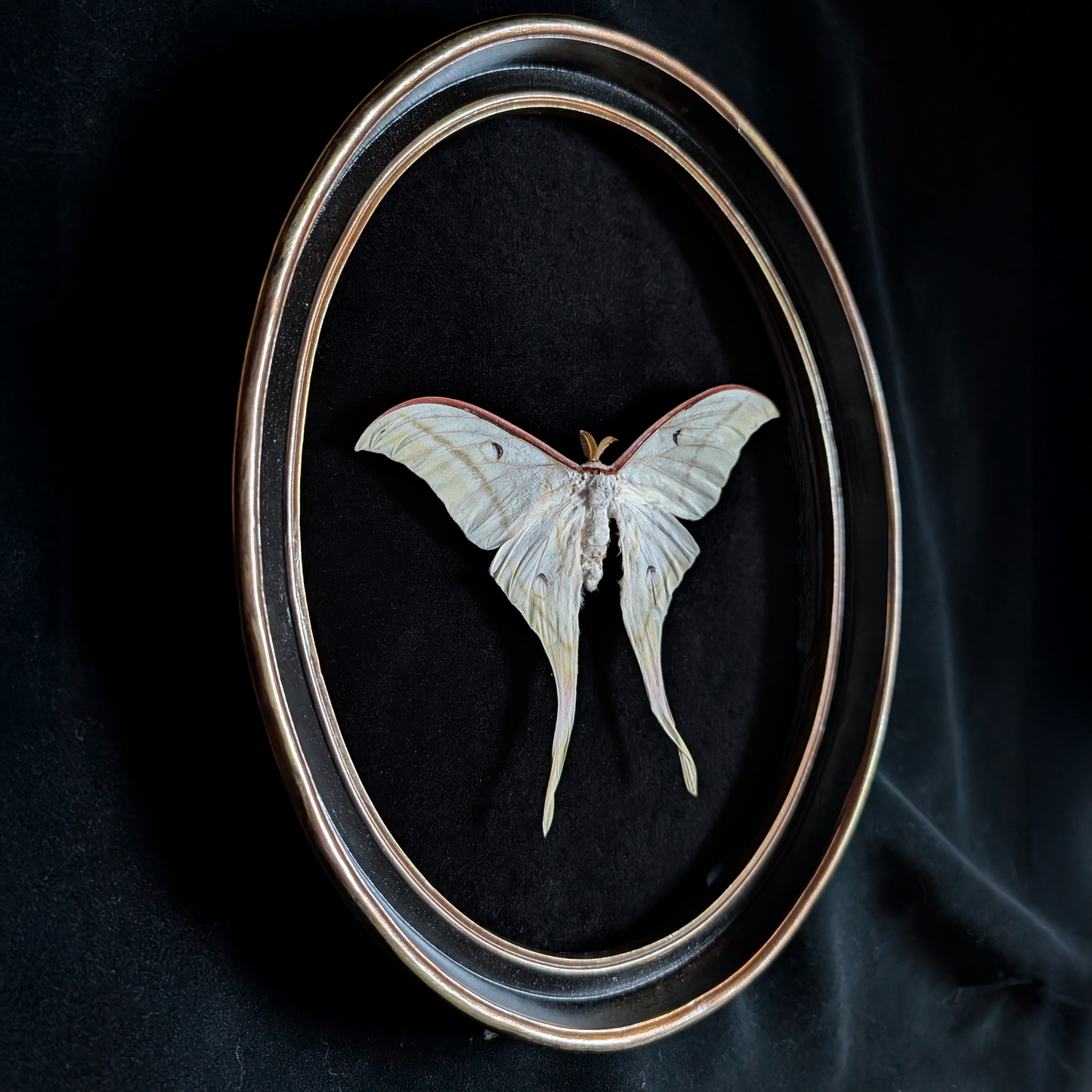 Luna Moth in Black & Gold Frame