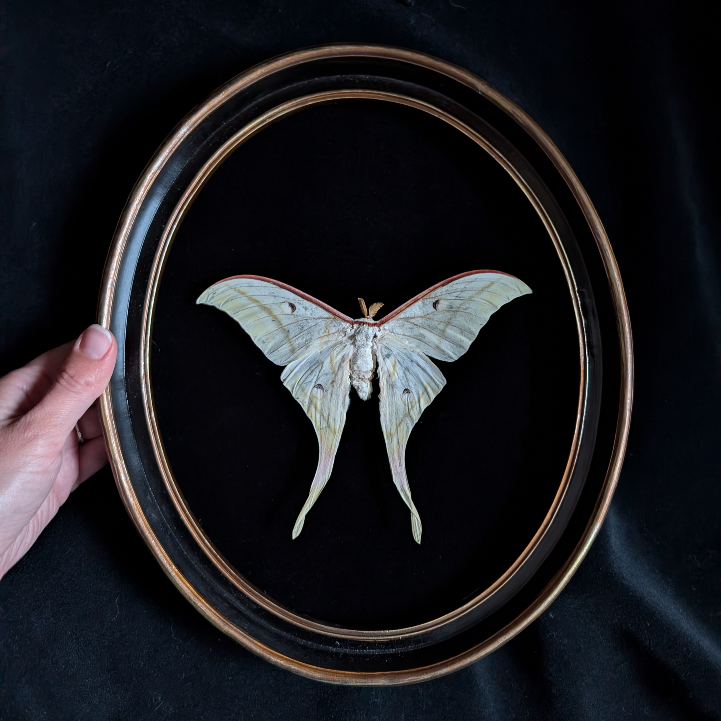Luna Moth in Black & Gold Frame