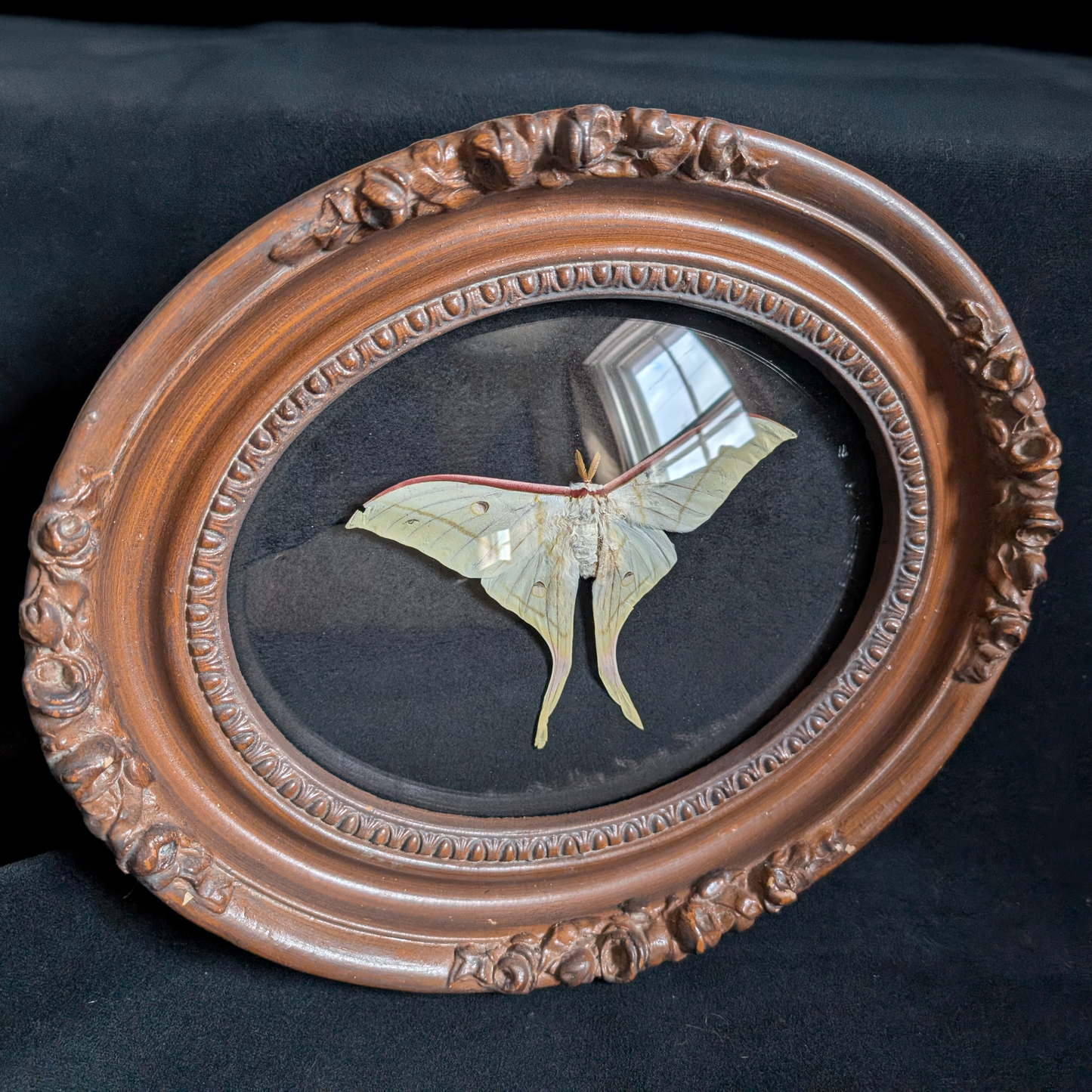 Luna Moth in Ornate Wood Frame