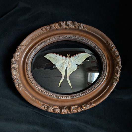 Luna Moth in Ornate Wood Frame