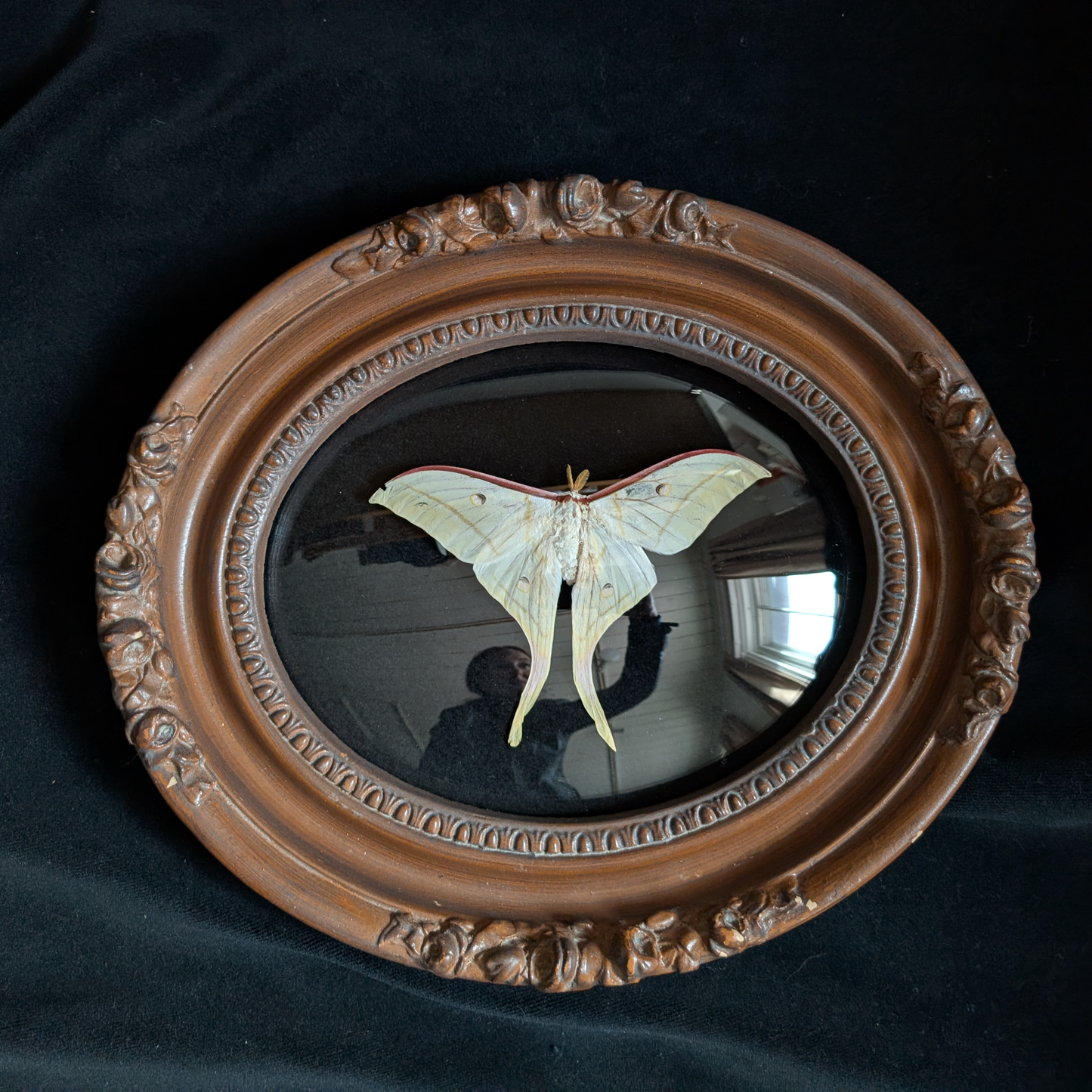Luna Moth in Ornate Wood Frame