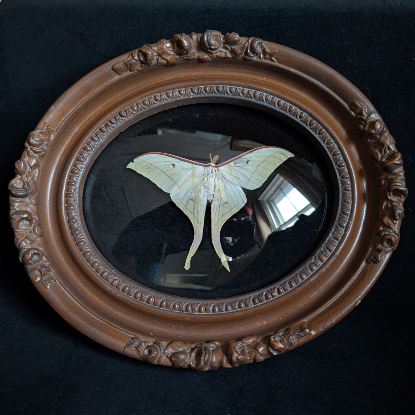 Luna Moth in Ornate Wood Frame