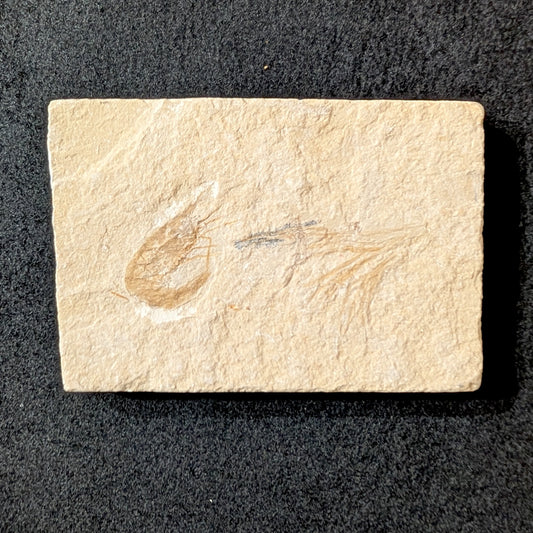 Fossilized Shrimp