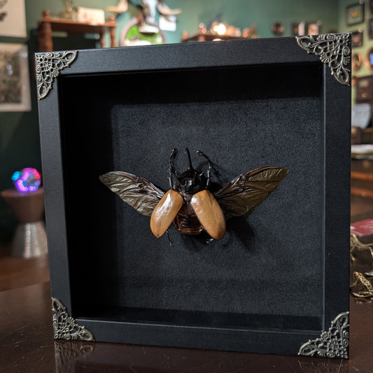 Real rhinoceros beetle in frame