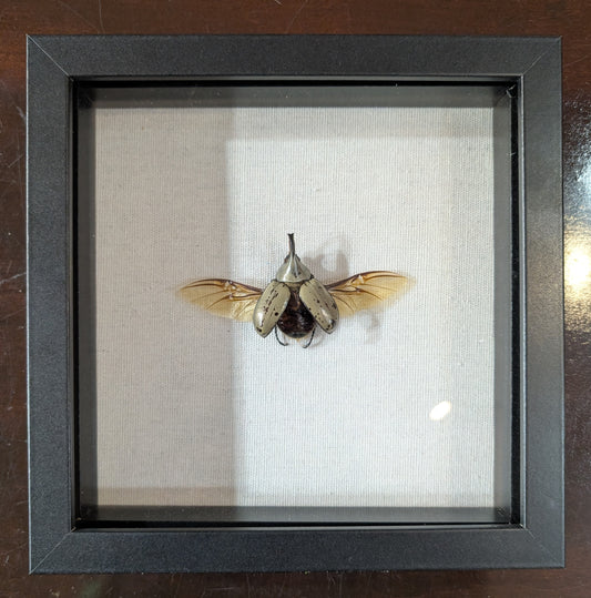 Real Hercules Beetle, Framed