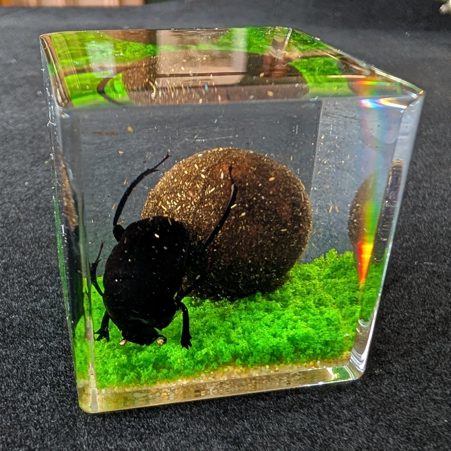 Real Dung Beetle in Resin
