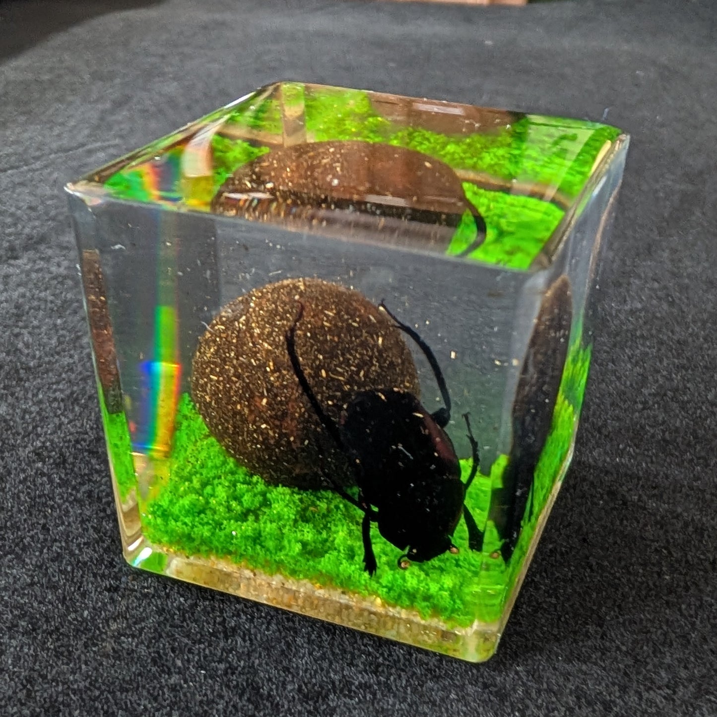 Real Dung Beetle in Resin