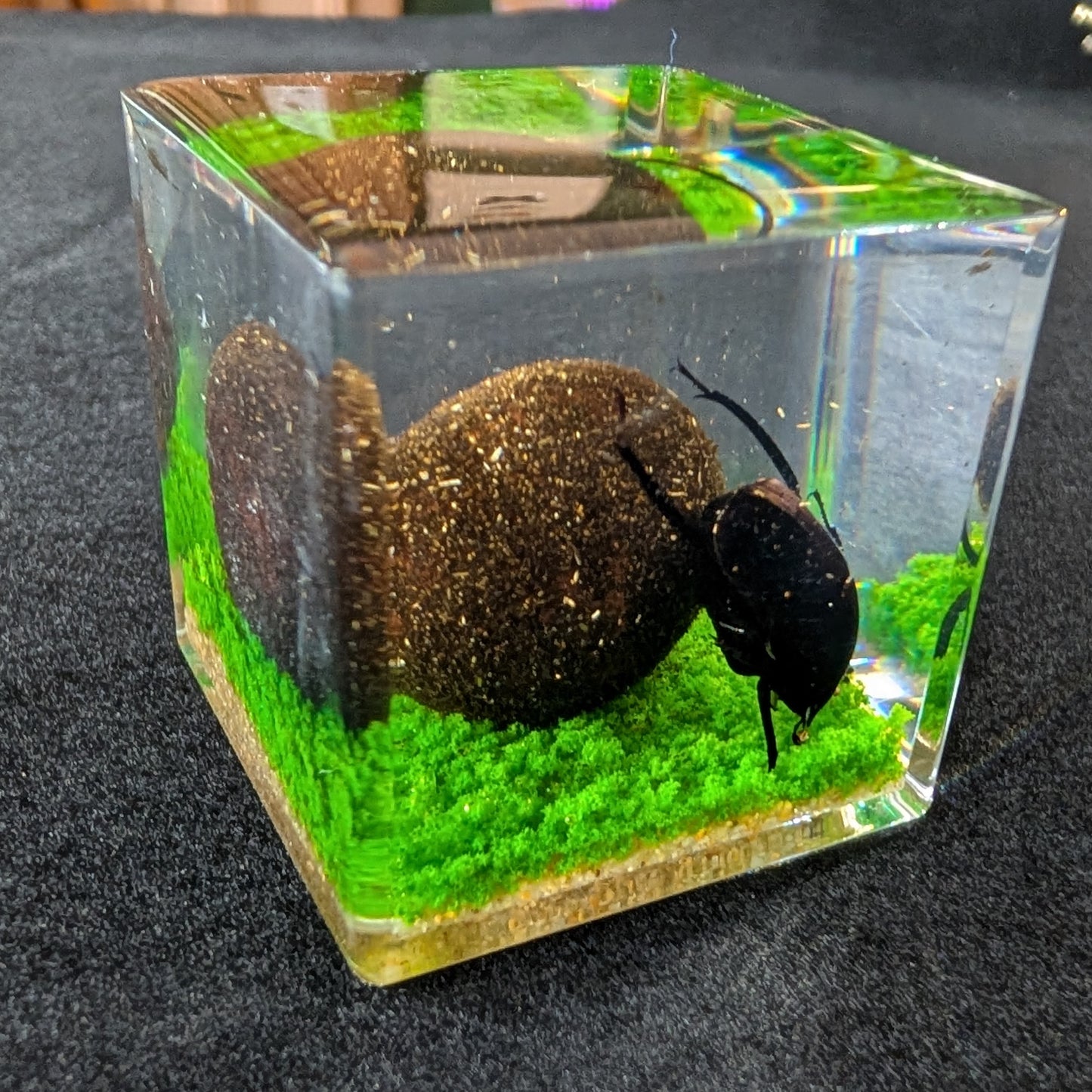 Real Dung Beetle in Resin