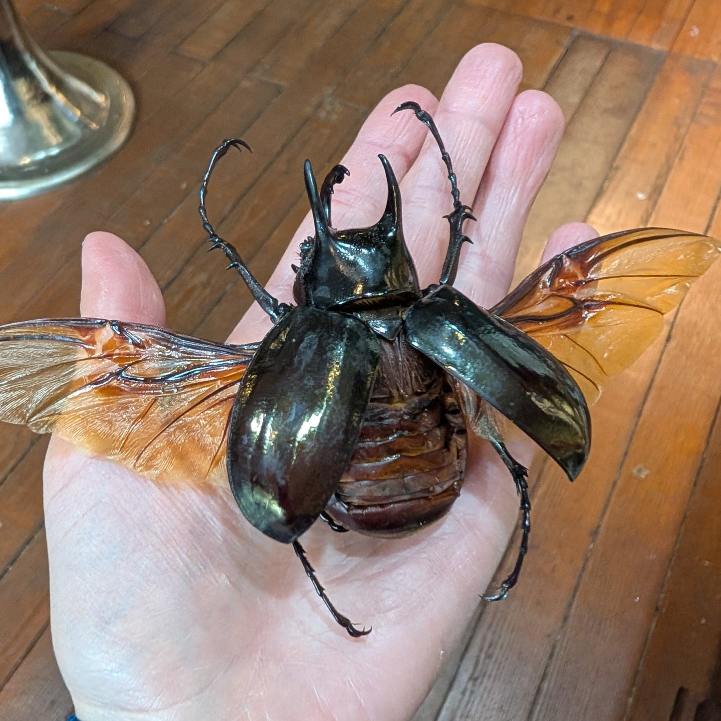 Beetle Pinning Workshop: Atlas Beetle (Nov. 1, 2026)