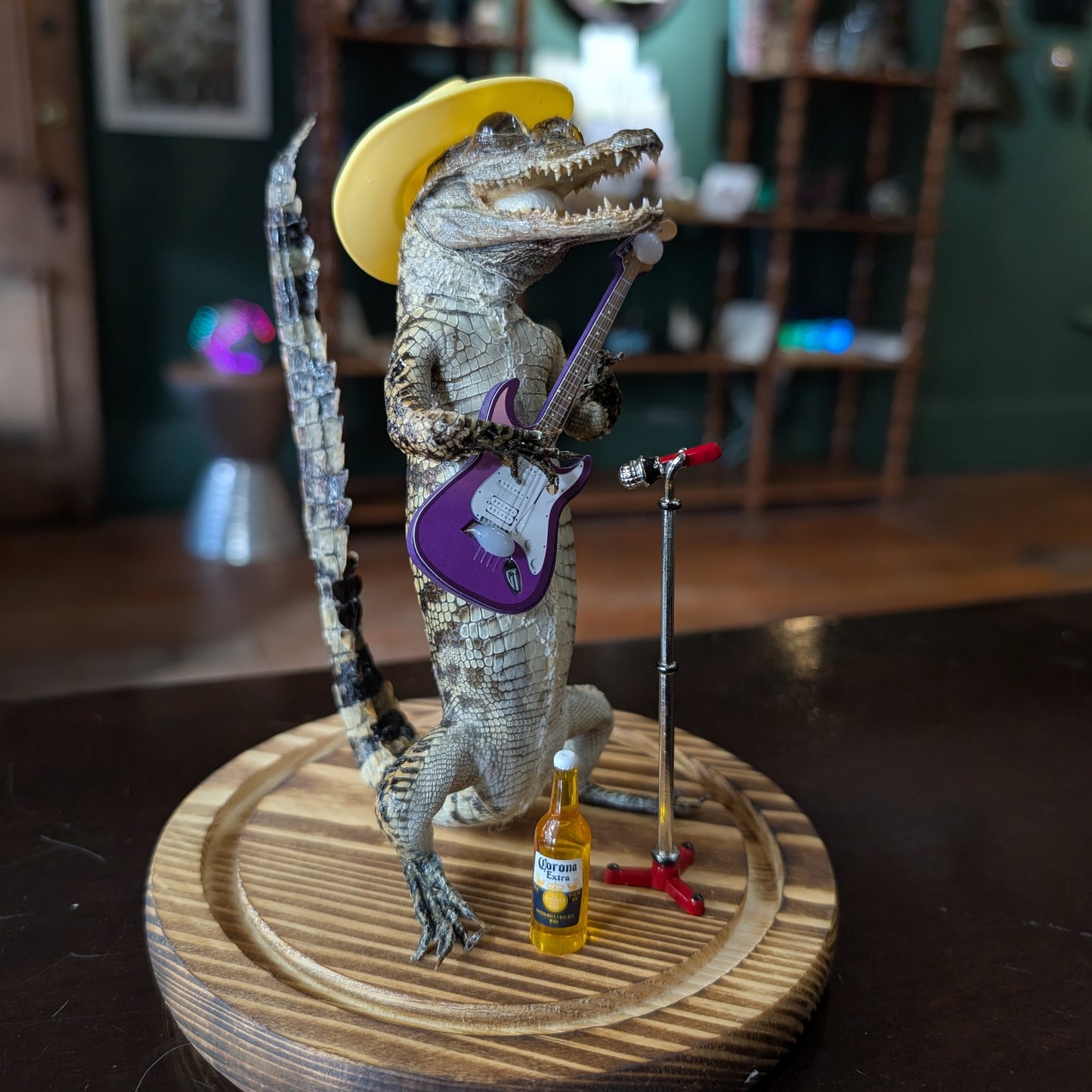 Real Baby Alligator Taxidermy: School of Rock