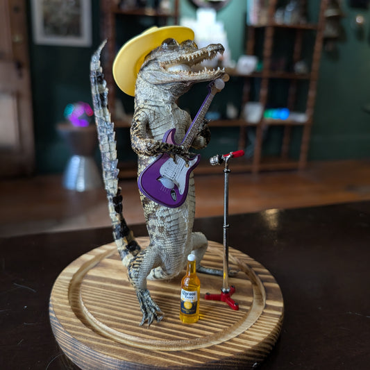 Real Baby Alligator Taxidermy: School of Rock