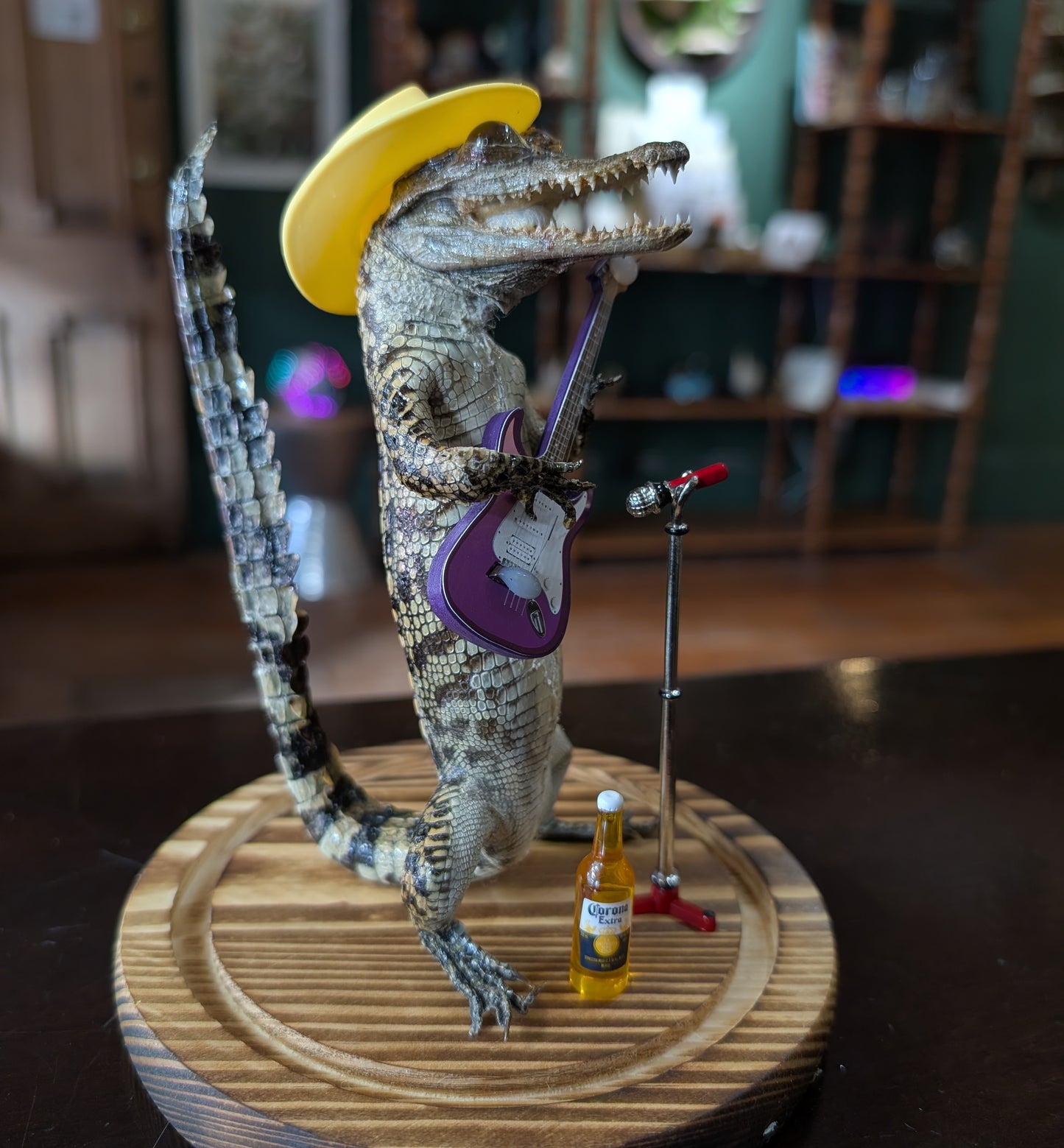 Real Baby Alligator Taxidermy: School of Rock