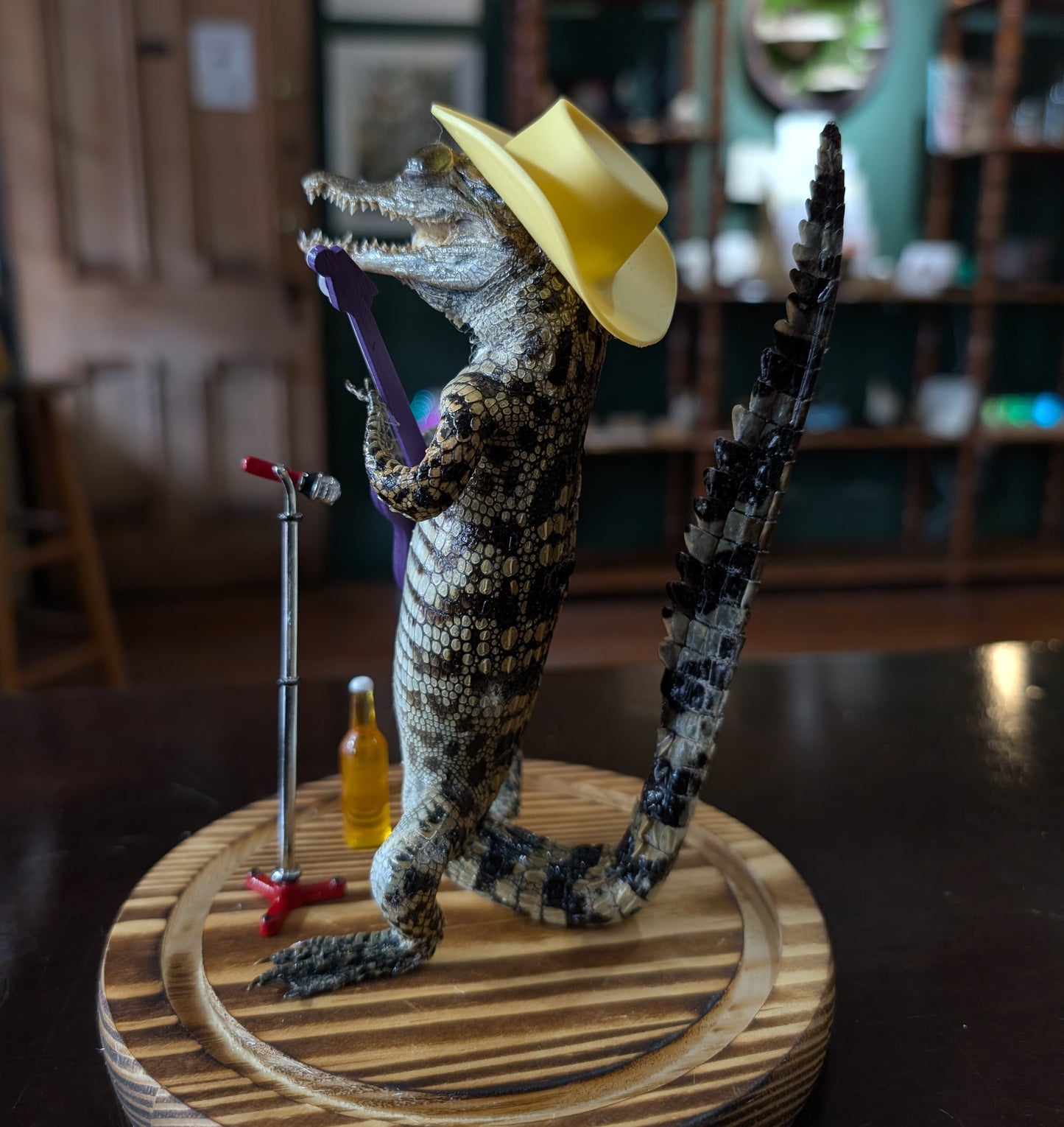 Real Baby Alligator Taxidermy: School of Rock