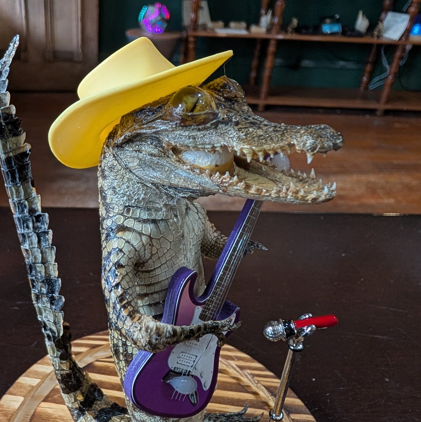Real Baby Alligator Taxidermy: School of Rock