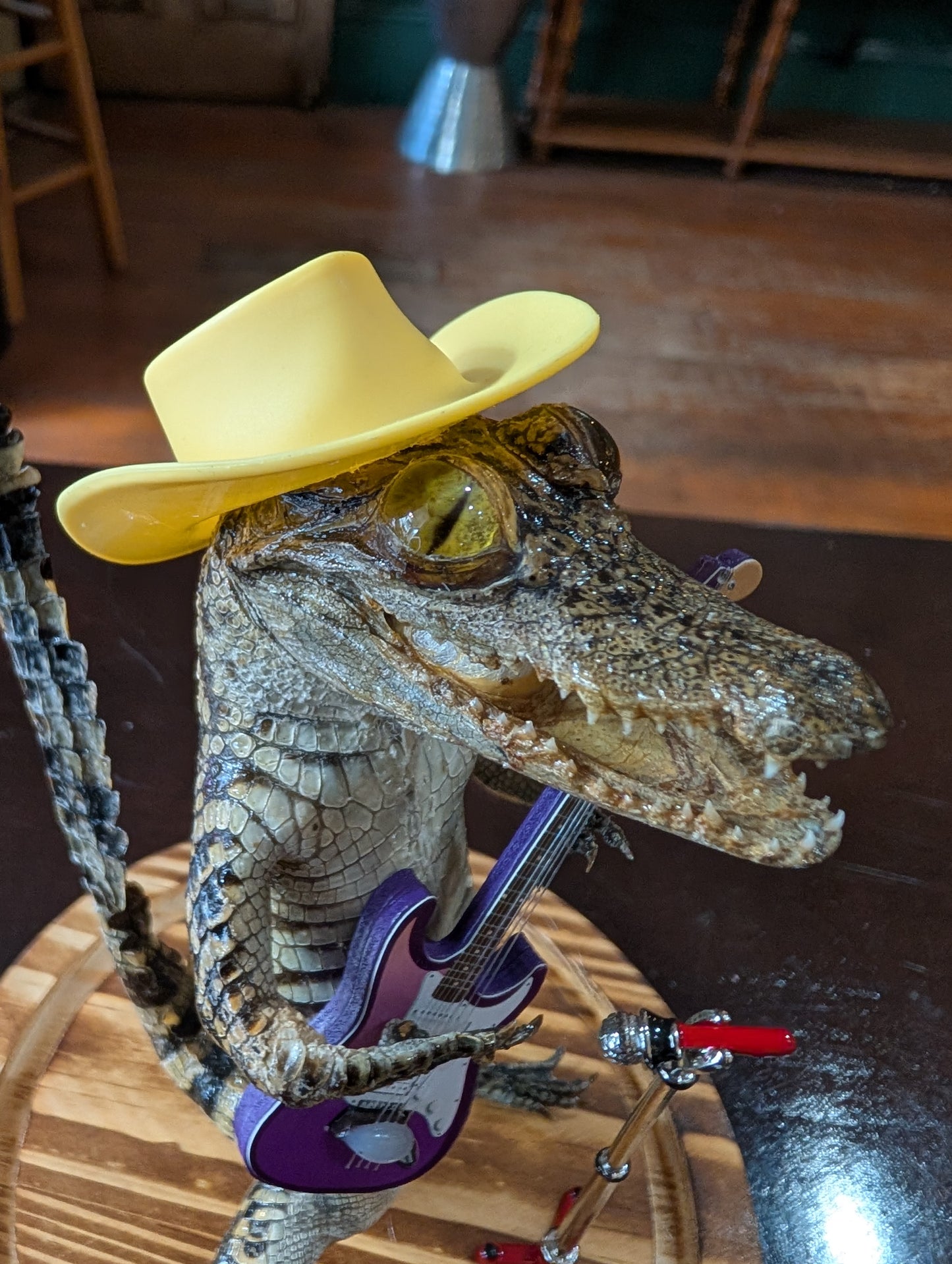 Real Baby Alligator Taxidermy: School of Rock