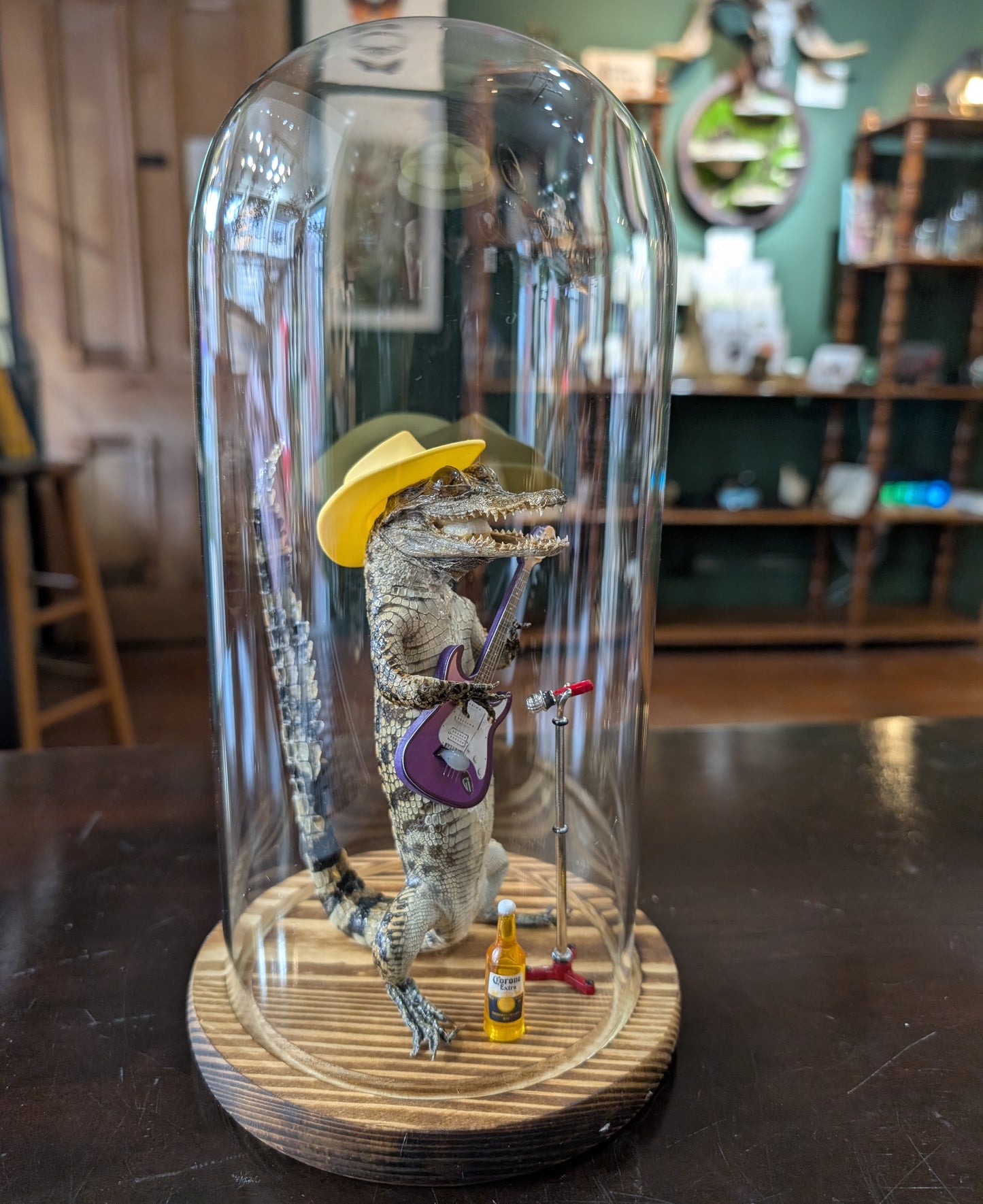 Real Baby Alligator Taxidermy: School of Rock