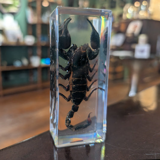 Real Scorpion in Resin