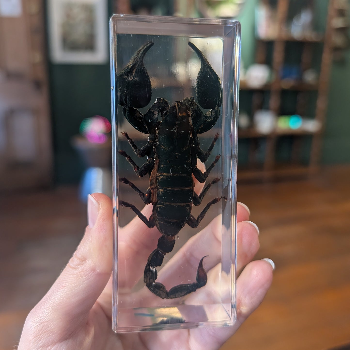 Real Scorpion in Resin
