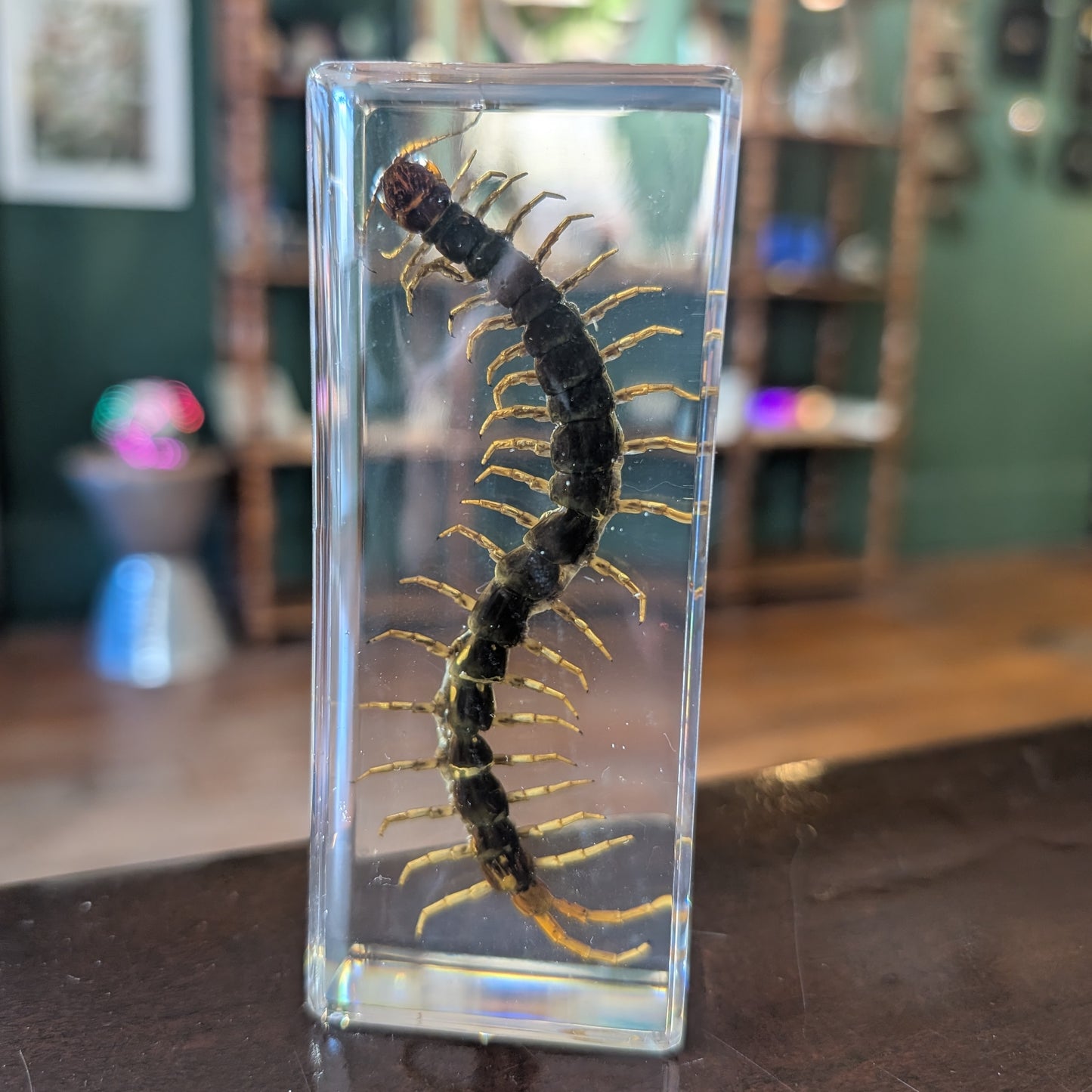 Real Centipede in Resin