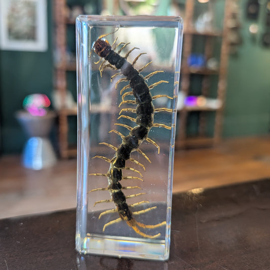 Real Centipede in Resin