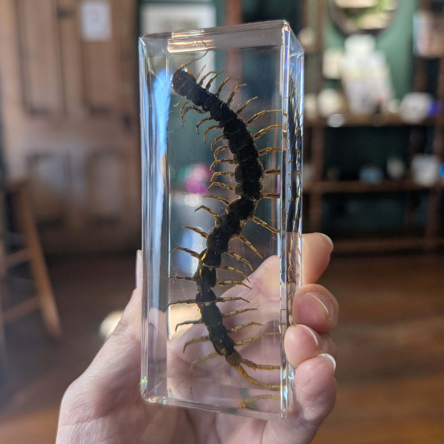 Real Centipede in Resin