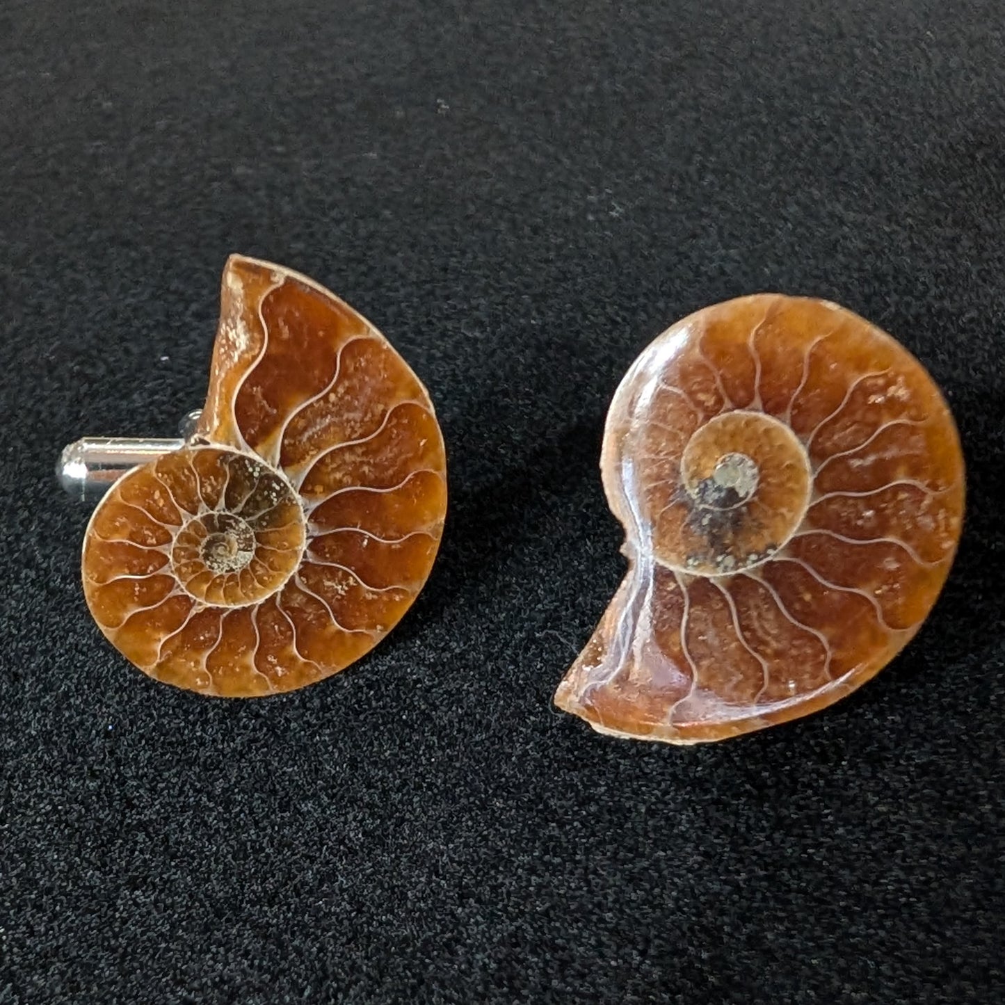Ammonite cufflinks