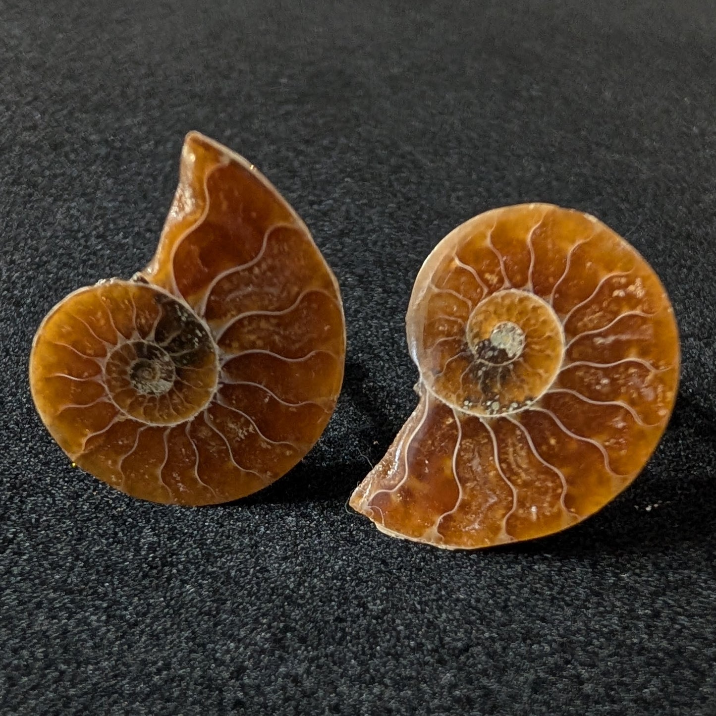Ammonite cufflinks