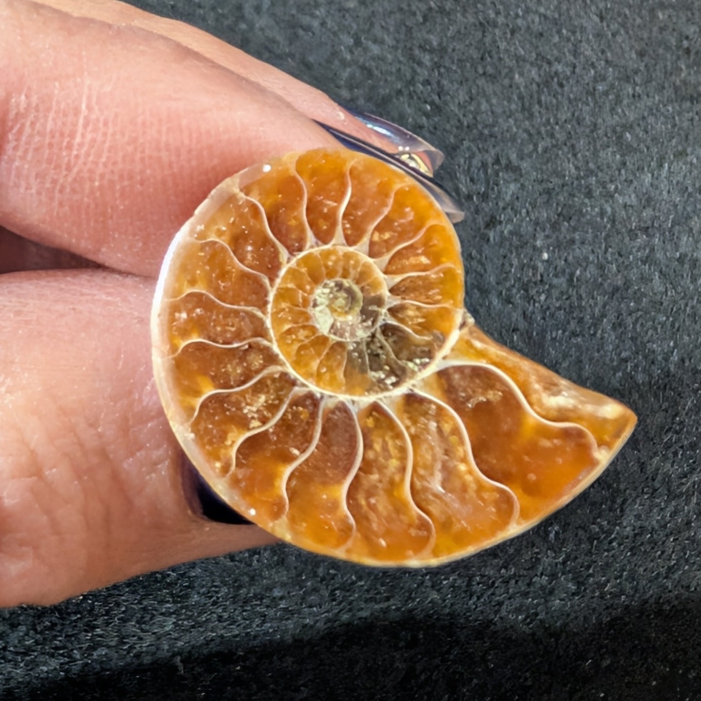 Ammonite cufflinks