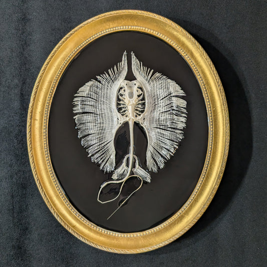 Stingray Skeleton in Oval Frame