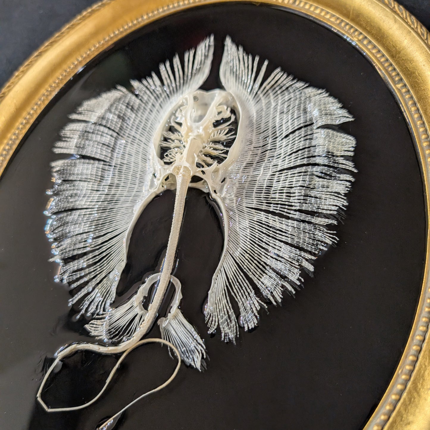 Stingray Skeleton in Oval Frame