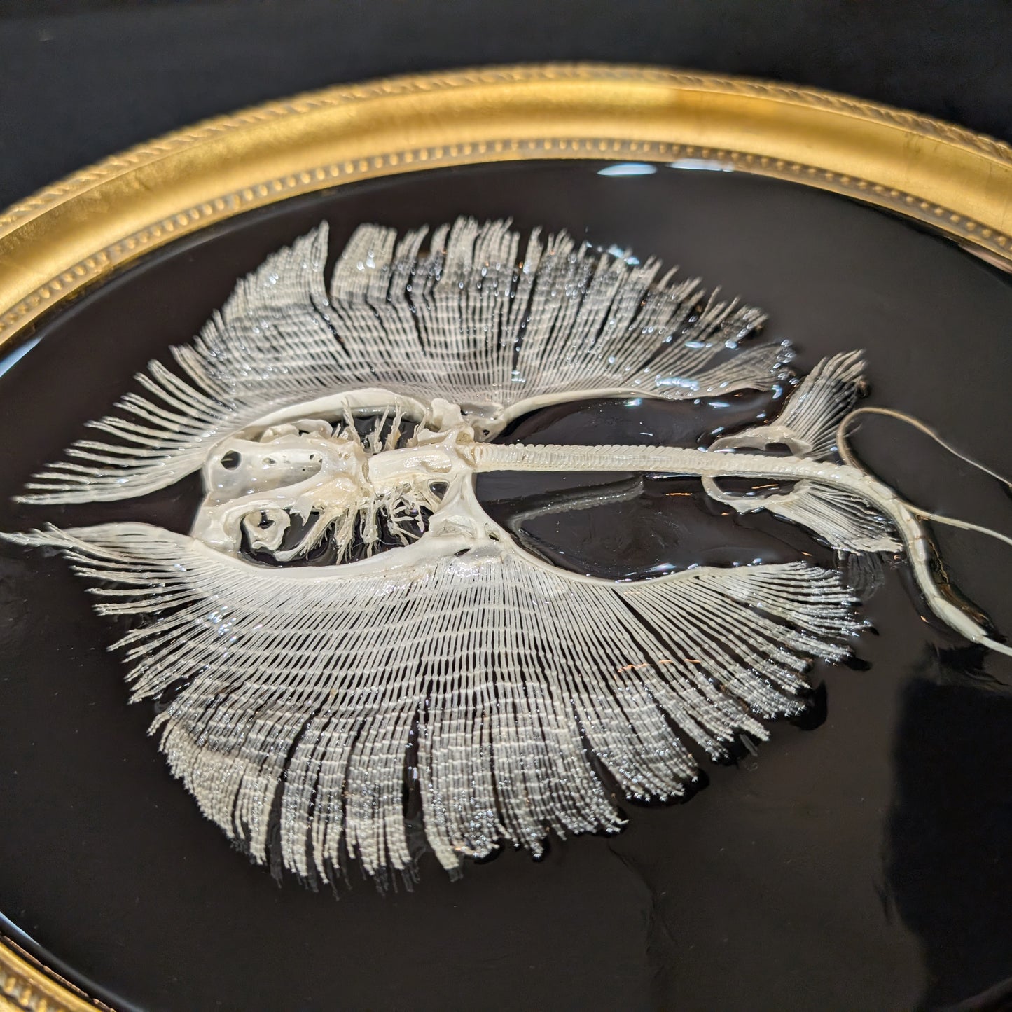 Stingray Skeleton in Oval Frame
